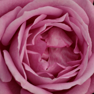 Róże ogrodowe - róże rabatowe floribunda - fioletowy  - Rosa  Blue Parfum ® - róża z intensywnym zapachem - Mathias Tantau, Jr. - Kwiat o przenikliwym aromacie, nadaje się do cięcia, chociaż niektórzy uważają jej zapach za zbyt silny.